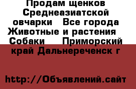 Продам щенков Среднеазиатской овчарки - Все города Животные и растения » Собаки   . Приморский край,Дальнереченск г.